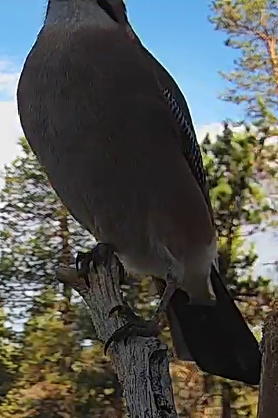 Best image of Eurasian jay