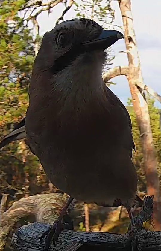 Best image of Eurasian jay