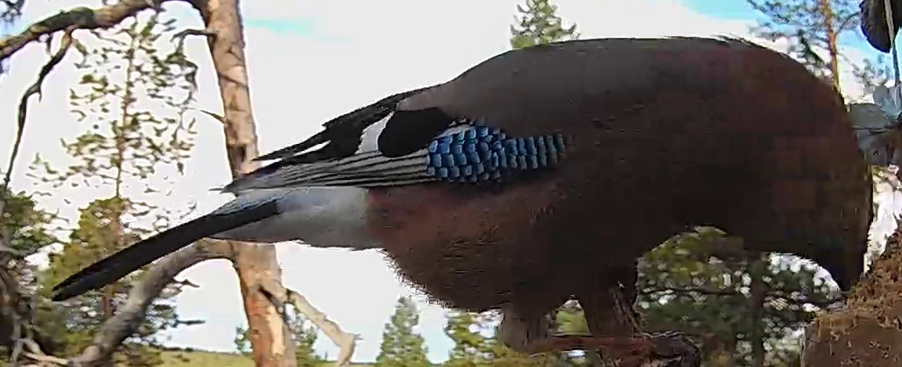 Best image of Eurasian jay