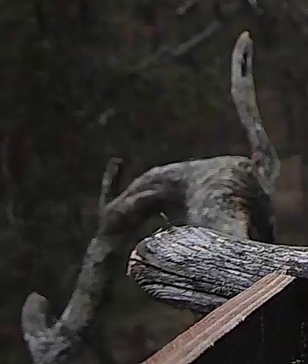 Best image of Long-eared owl