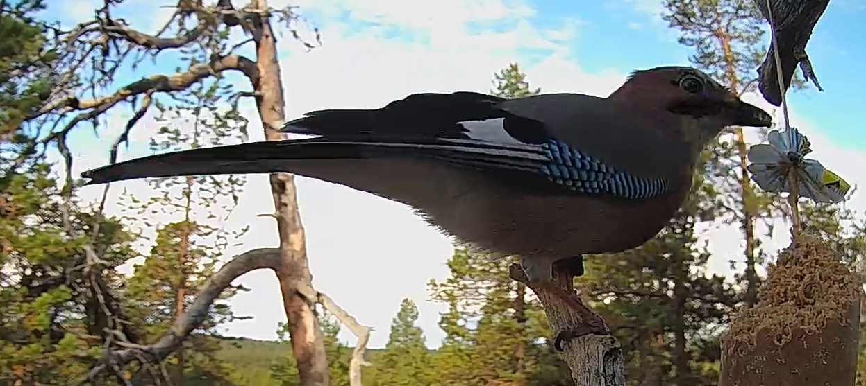 Best image of Eurasian jay