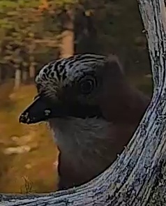 Best image of Eurasian jay