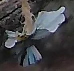 Best image of Great tit
