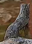 Best image of Common kestrel