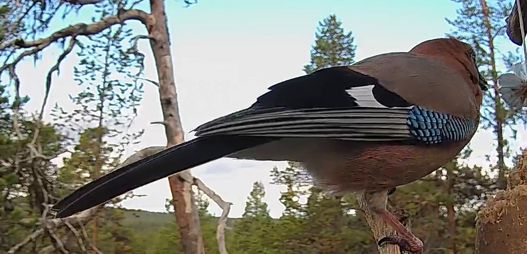 Best image of Eurasian jay