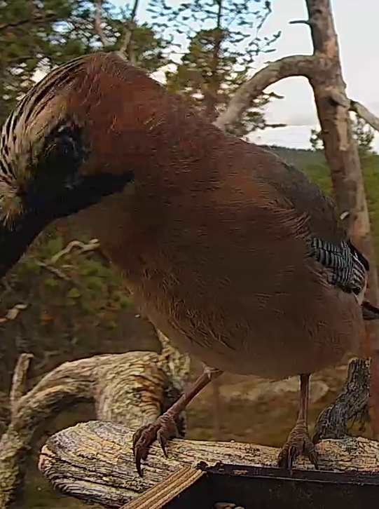 Best image of Eurasian jay