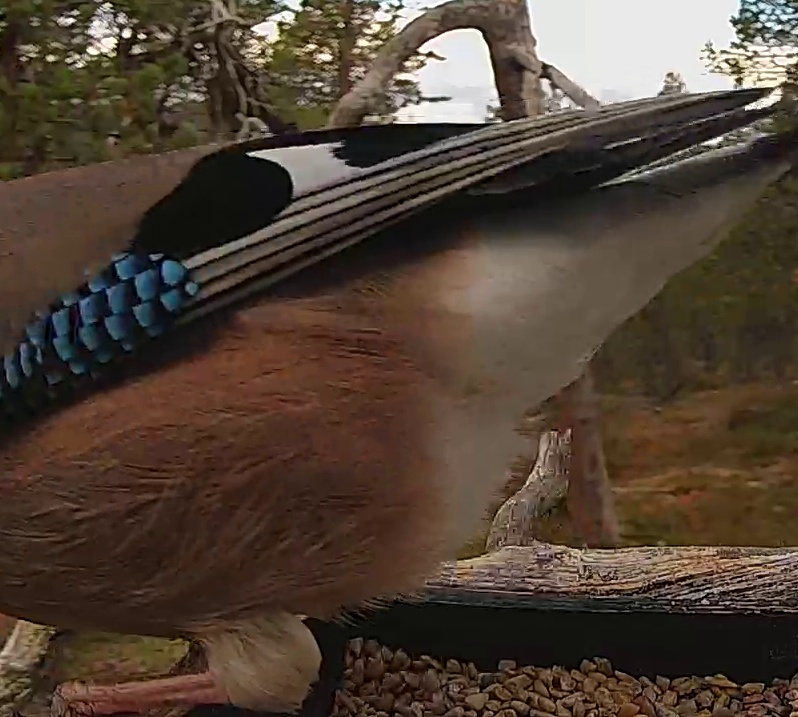 Best image of Eurasian jay
