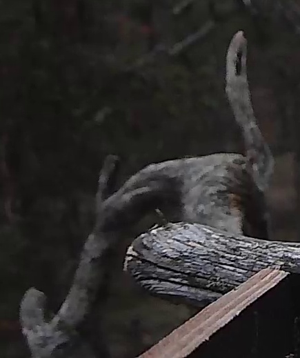 Best image of Long-eared owl