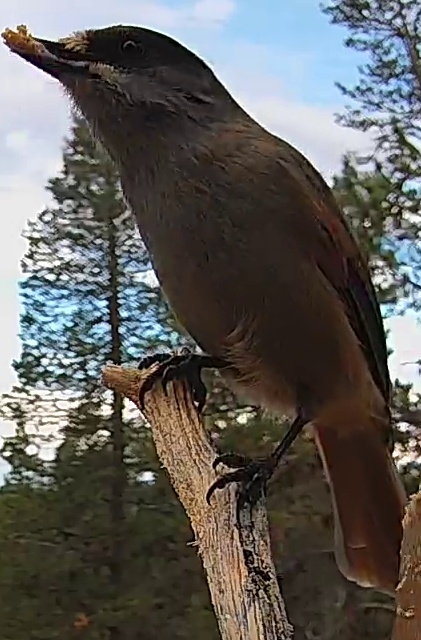 Best image of Siberian jay