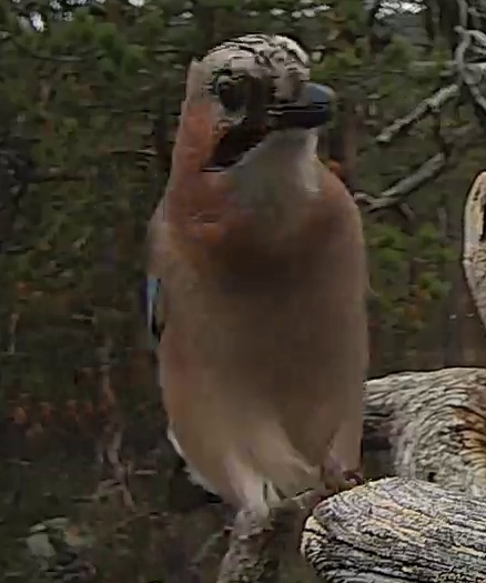 Best image of Eurasian jay