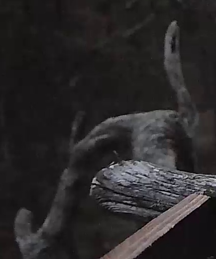 Best image of Pallid scops owl