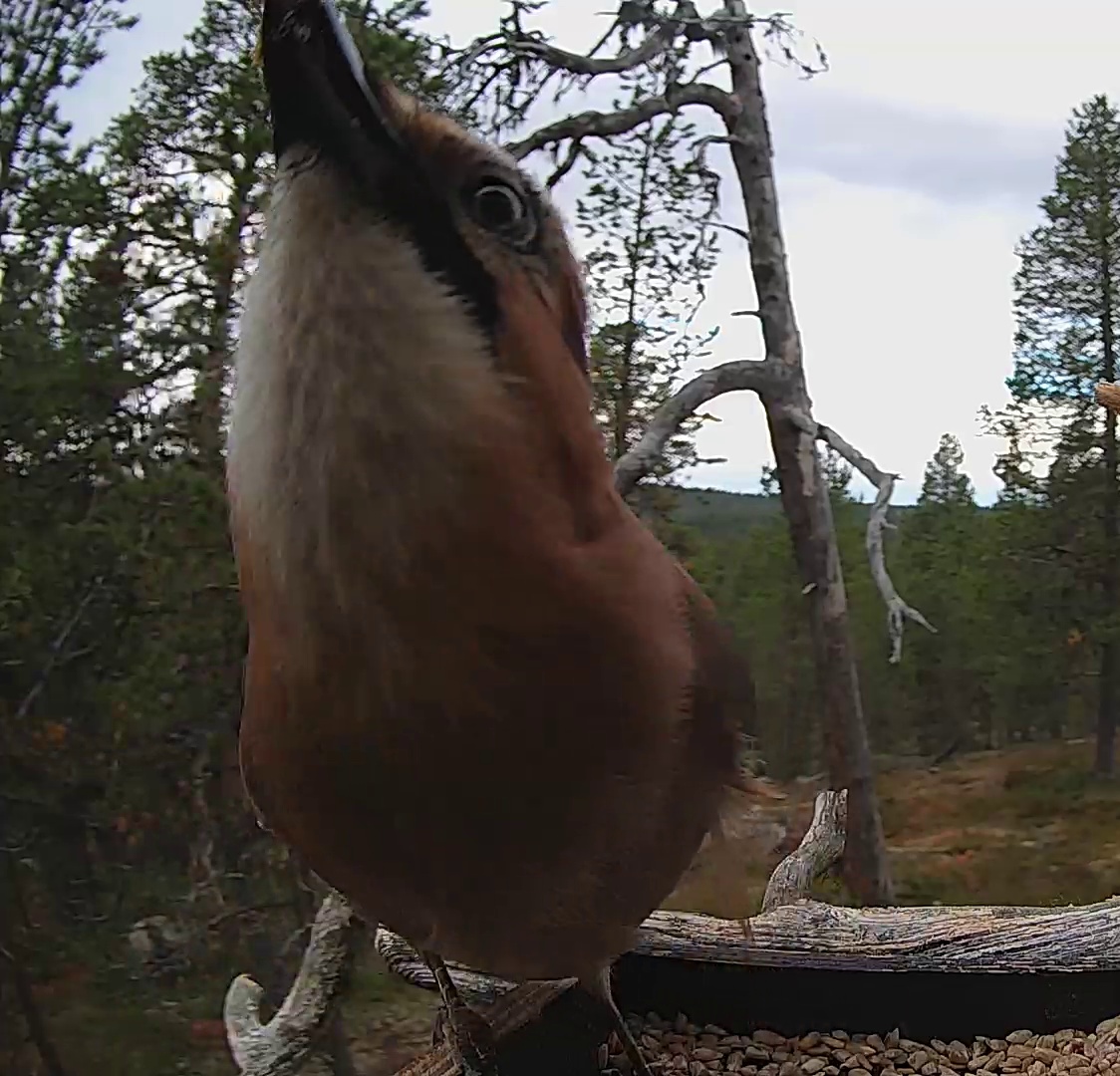Best image of Eurasian jay