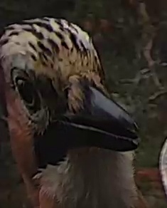 Best image of Short-toed snake eagle