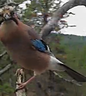 Best image of Eurasian jay