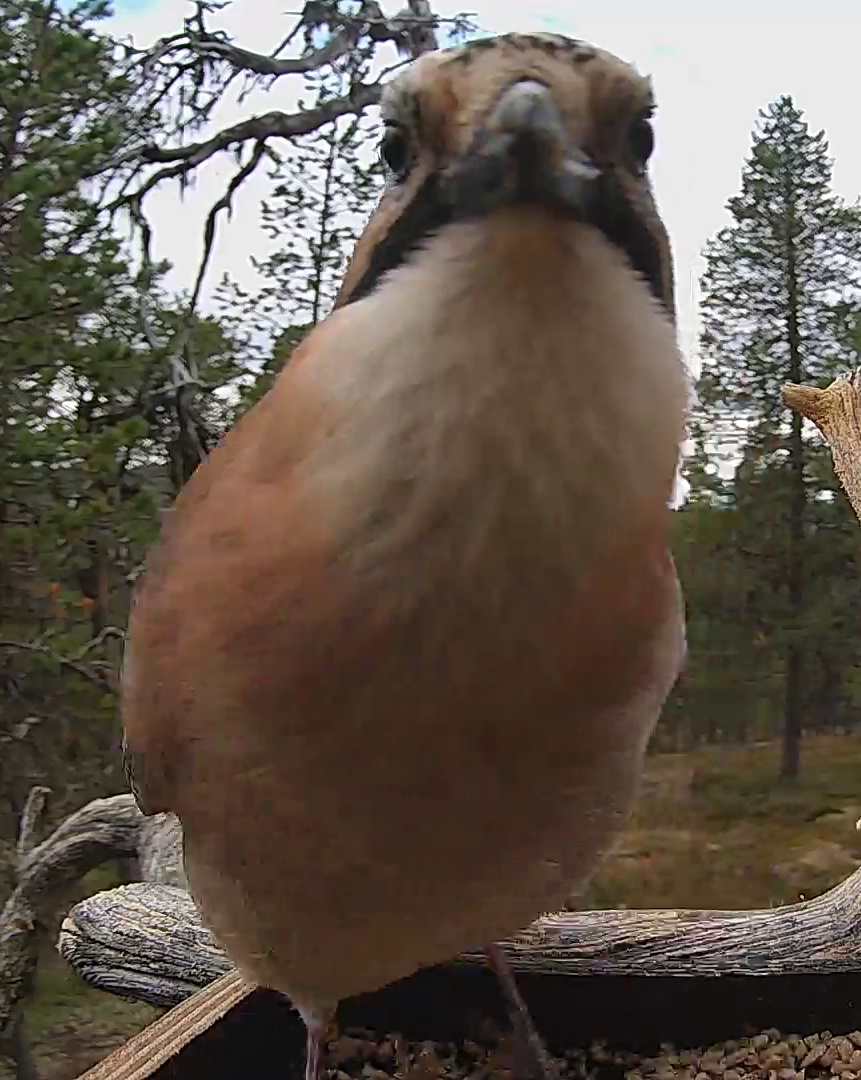 Best image of Eurasian jay