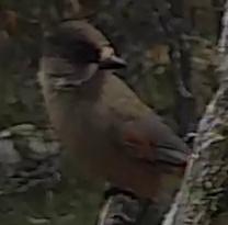 Best image of Black-crowned tchagra