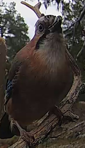 Best image of Eurasian jay