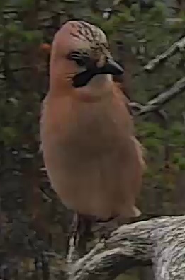 Best image of Eurasian jay