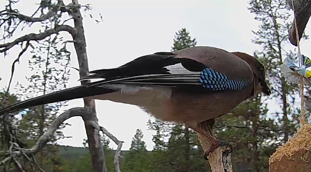 Best image of Eurasian jay