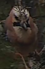 Best image of Eurasian hoopoe