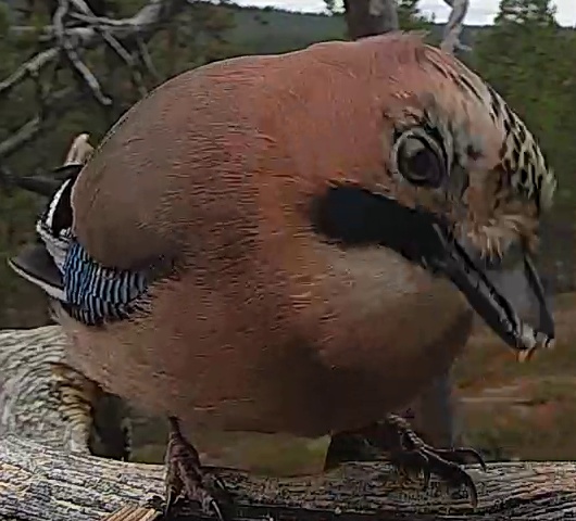 Best image of Eurasian jay