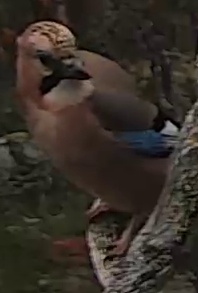 Best image of Eurasian jay