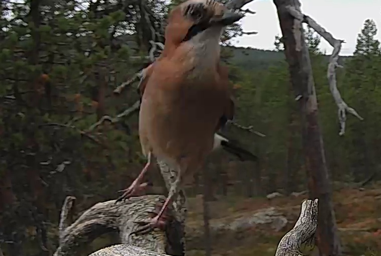 Best image of Eurasian jay