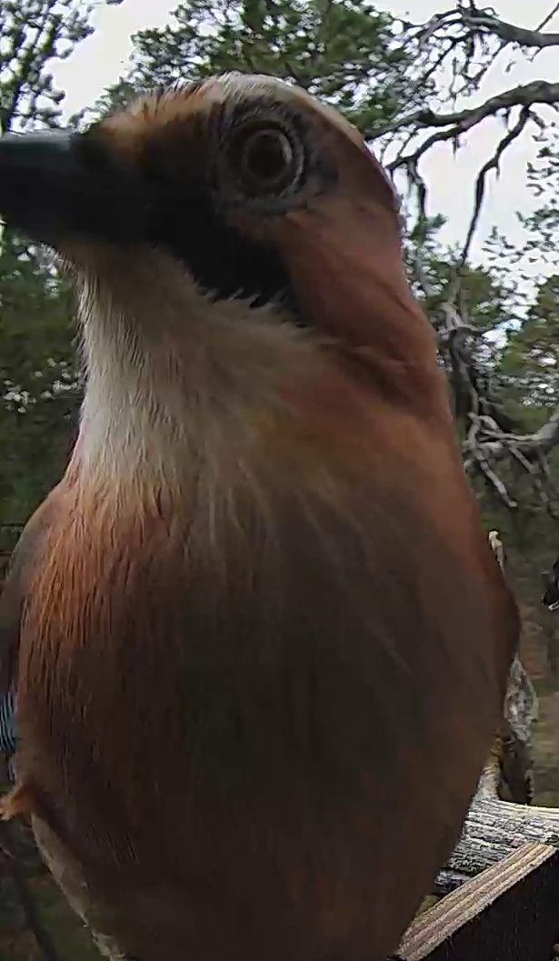 Best image of Eurasian jay