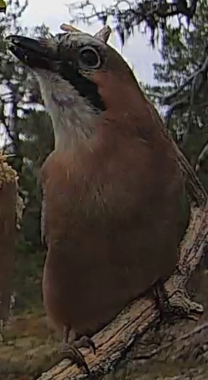 Best image of Eurasian jay