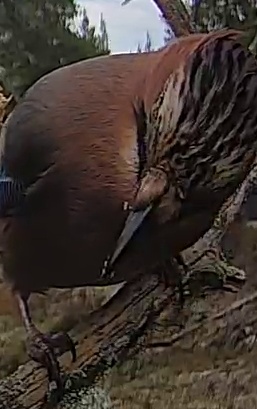 Best image of Eurasian jay