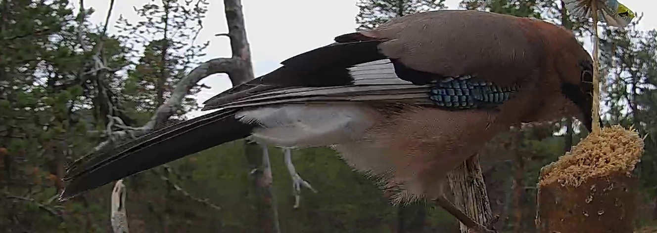 Best image of Eurasian jay