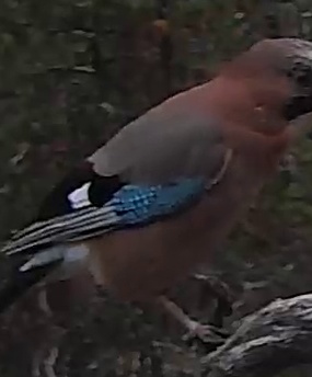Best image of Eurasian jay