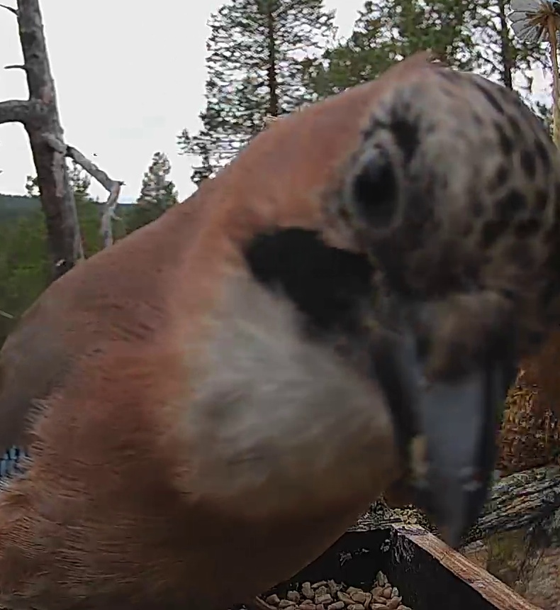 Best image of Eurasian jay