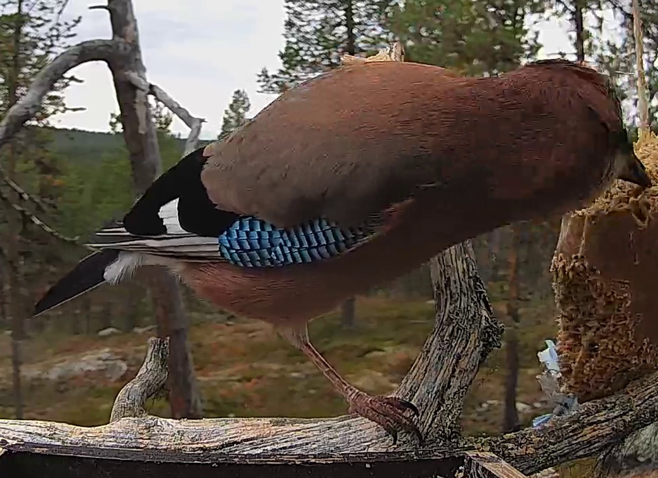 Best image of Eurasian jay