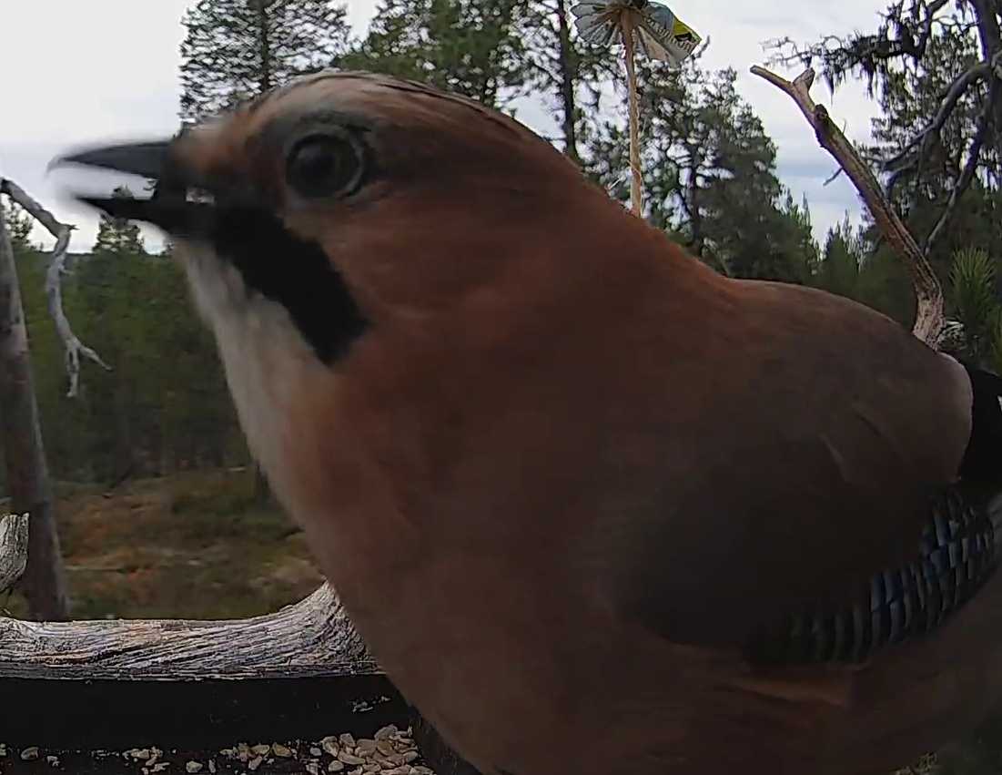 Best image of Eurasian jay