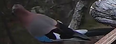 Best image of Peregrine falcon
