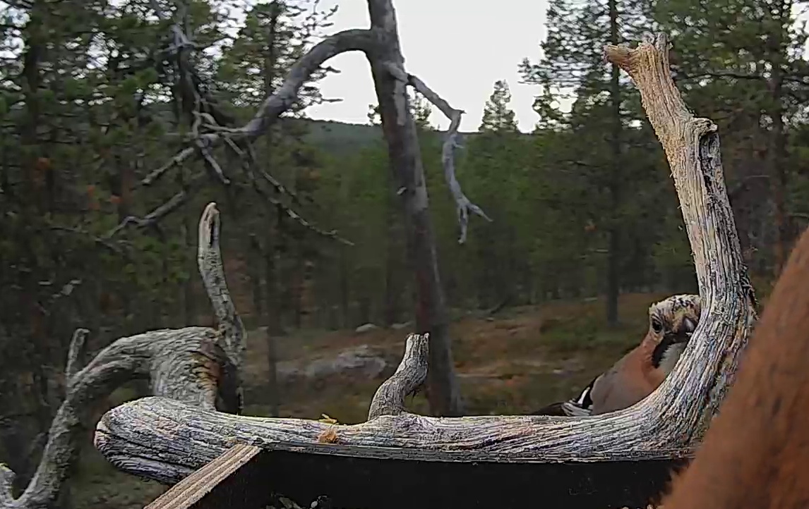 Best image of Eurasian jay