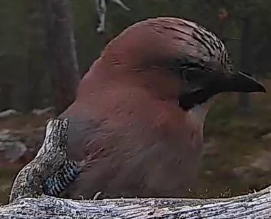 Best image of Eurasian jay