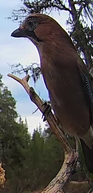 Best image of Eurasian jay