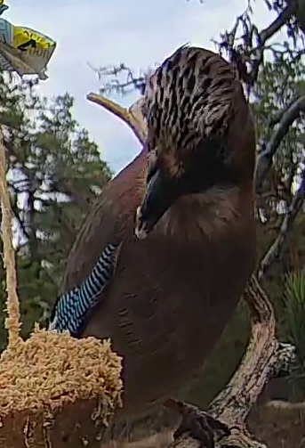 Best image of Eurasian jay