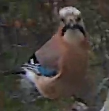Best image of Eurasian jay