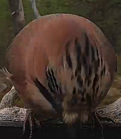 Best image of Eurasian jay