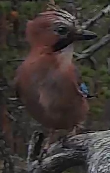 Best image of Eurasian jay