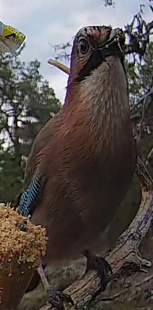 Best image of Eurasian jay