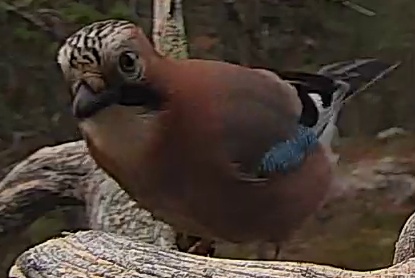 Best image of Eurasian jay