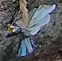 Best image of Azure tit