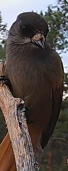 Best image of Siberian jay