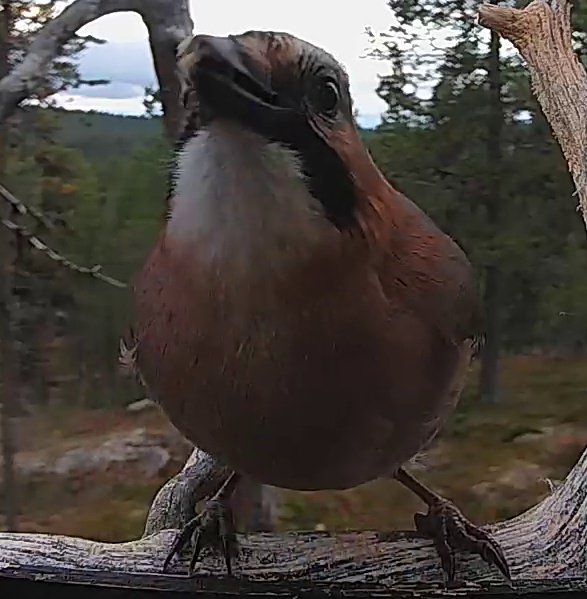 Best image of Eurasian jay