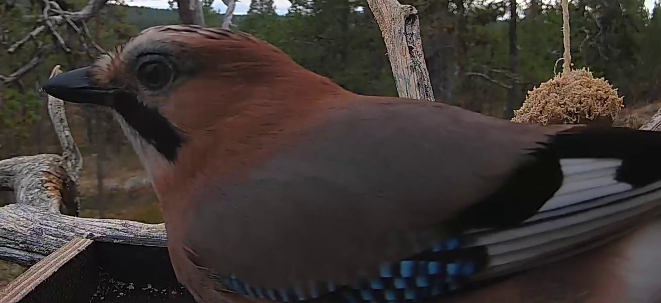 Best image of Eurasian jay