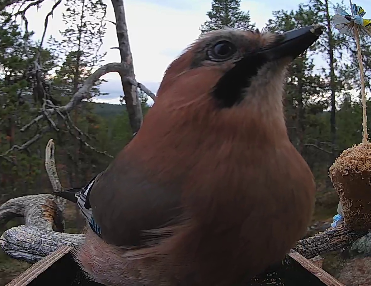 Best image of Eurasian jay
